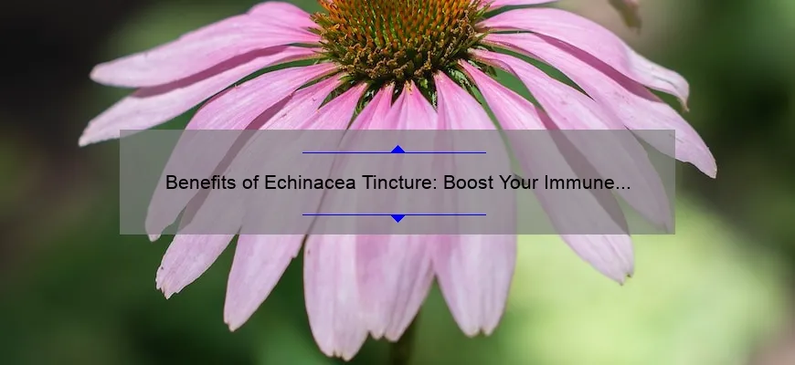 Vantagens da tintura de Echinacea: fortalecendo o sistema imunológico